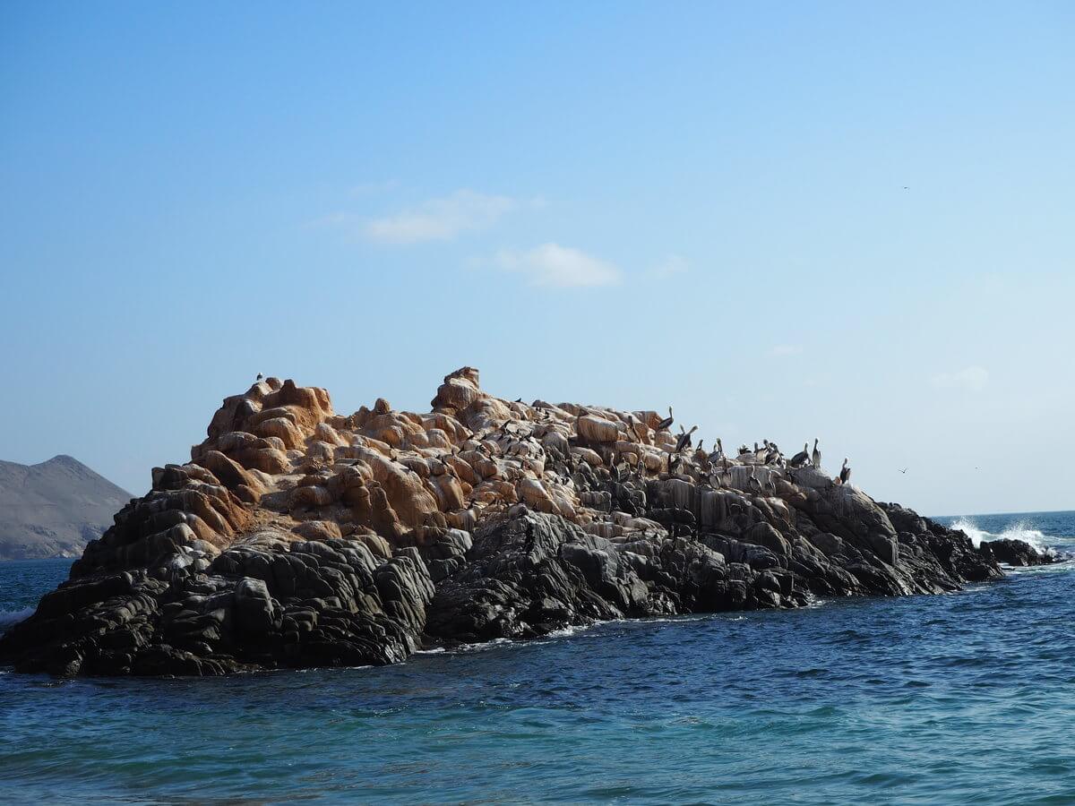 Pelicans at Pisagua beach