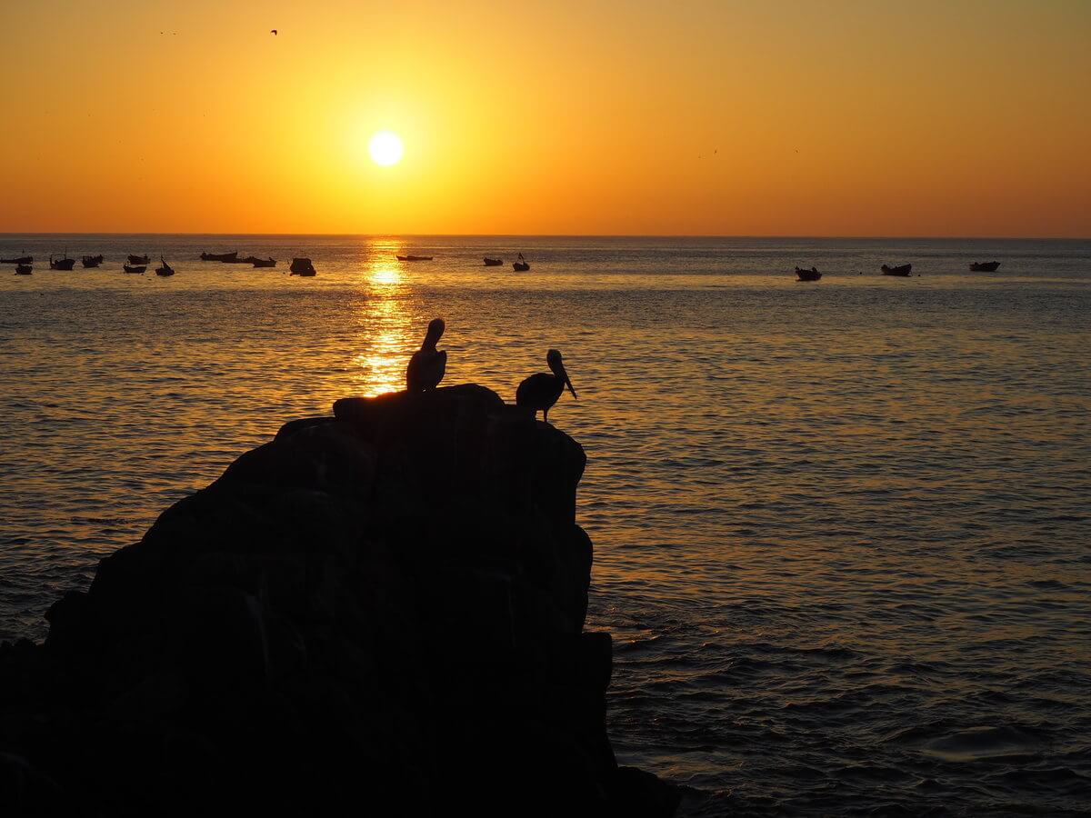 Pelicans at Pisagua beach