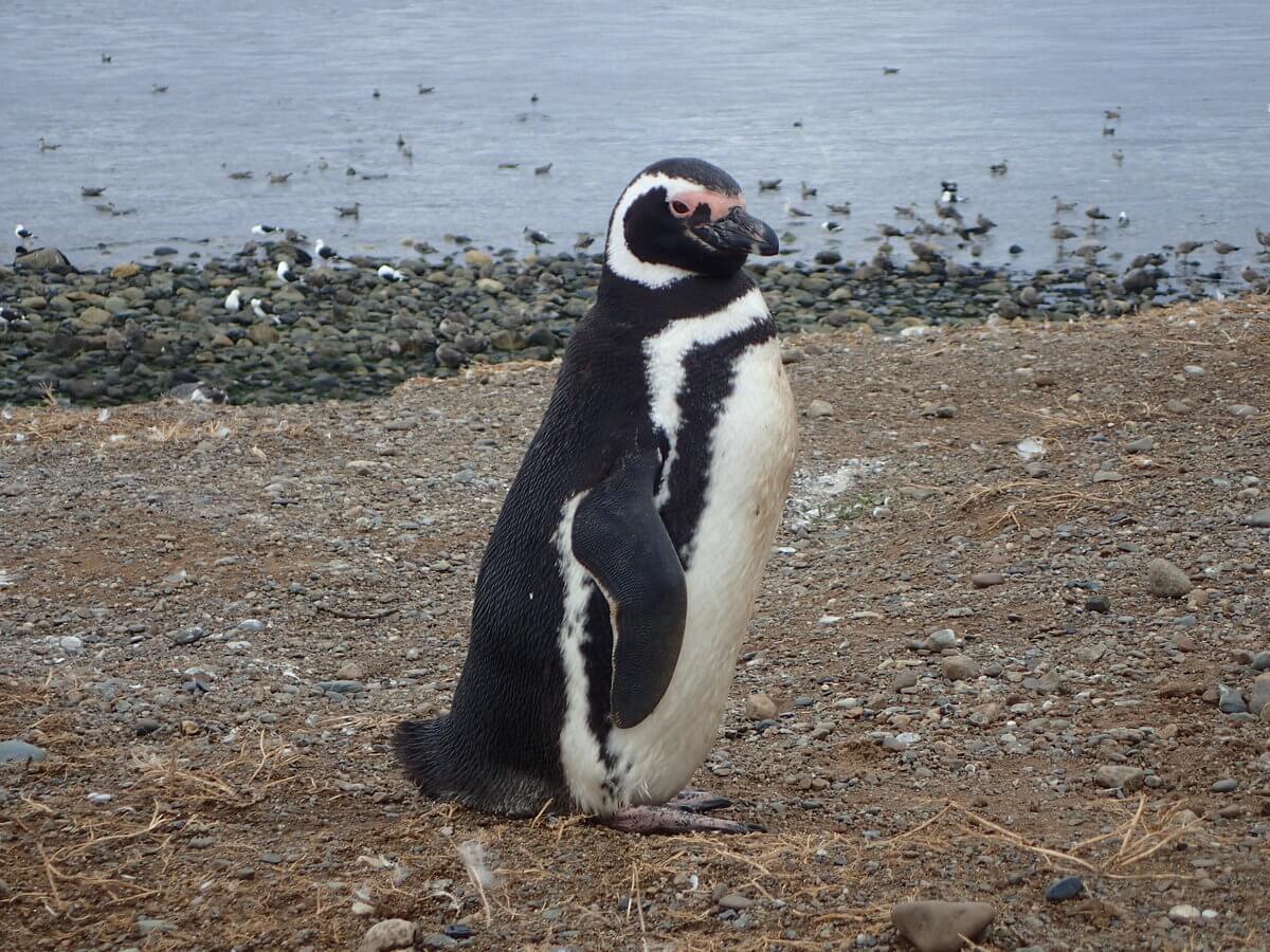 Magdalena Island Magellan Pinguine
