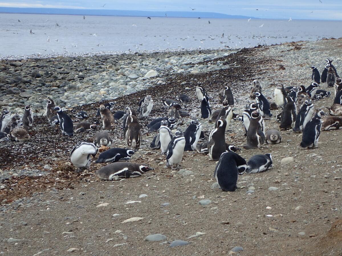 Magdalena Island Magellan Pinguine