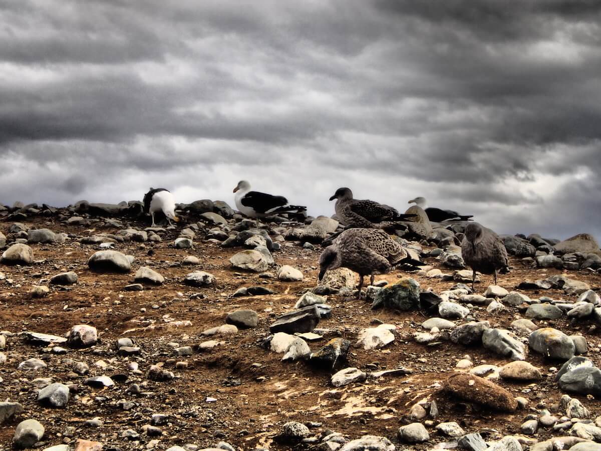 Magdalena Island Magellan Pinguine