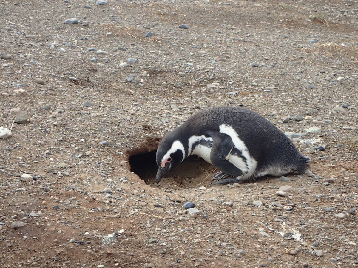 Magdalena Island daheim ist es am schönsten