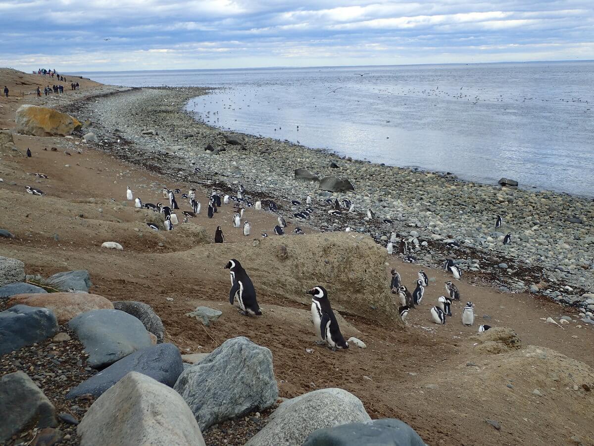 Magdalena Island Magellan Pinguine