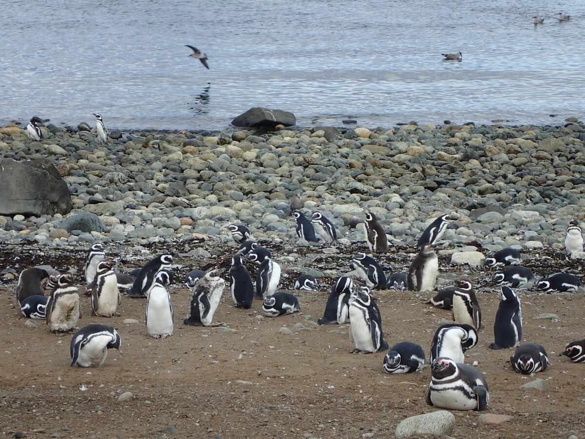 Magdalena Island Magellan Pinguine