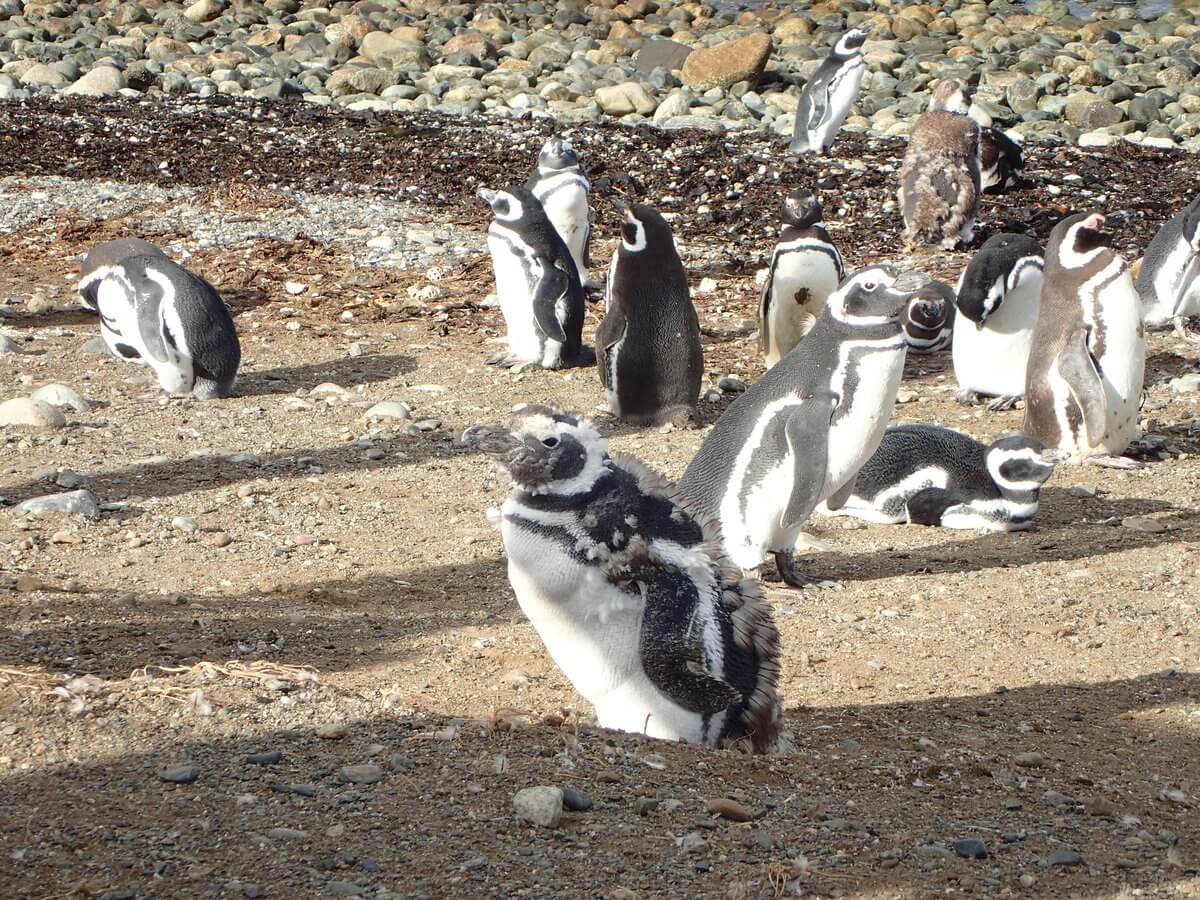 Magdalena Island verdammt, die kuschligen Federn fallen aus