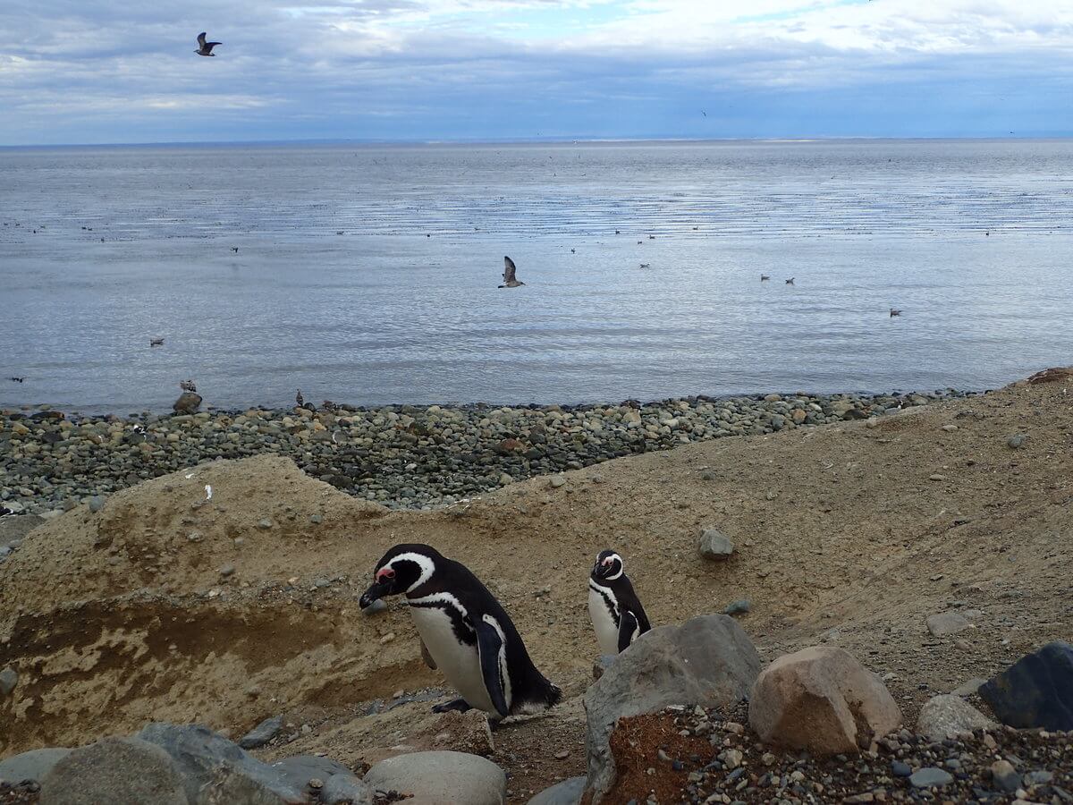 Magdalena Island happy feet