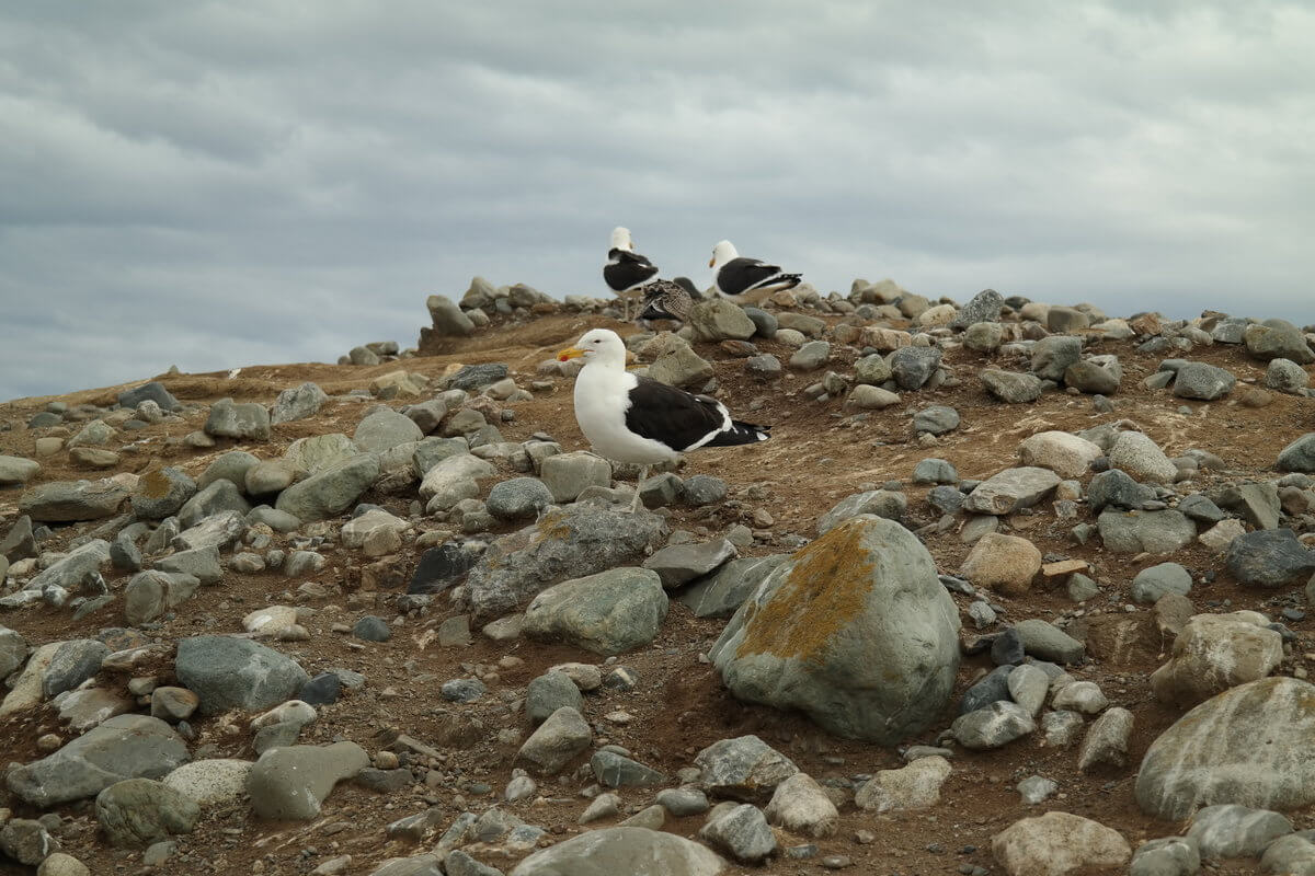 Magdalena Island Magellan Pinguine