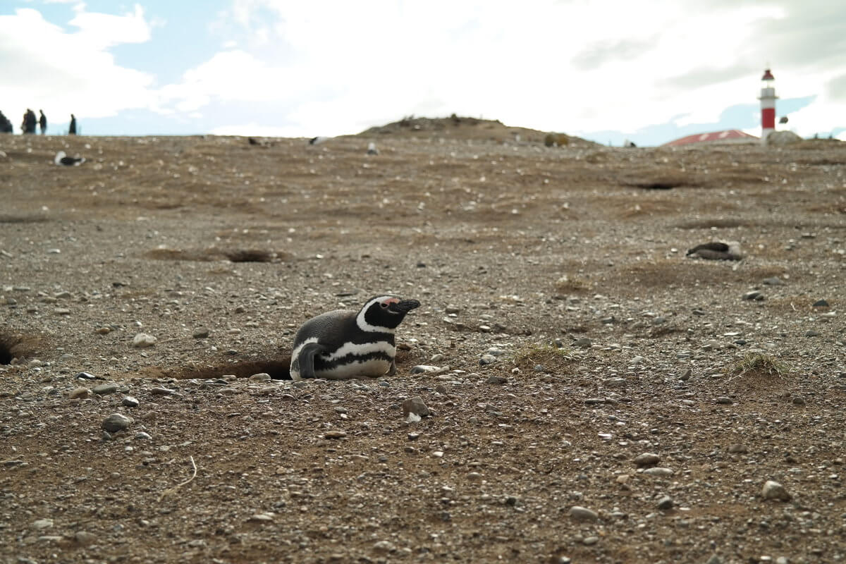 Magdalena Island Magellan Pinguine