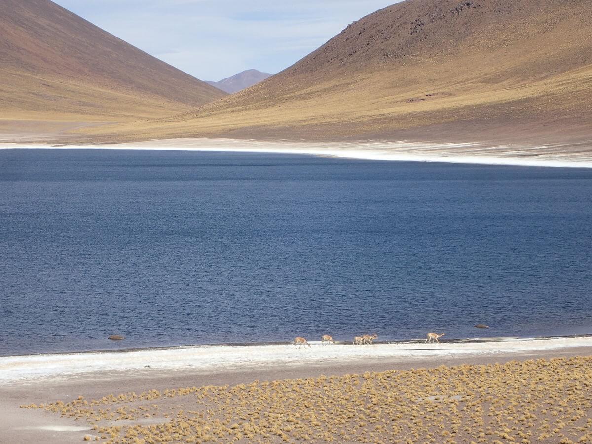 Laguna Miscanty y Miniques