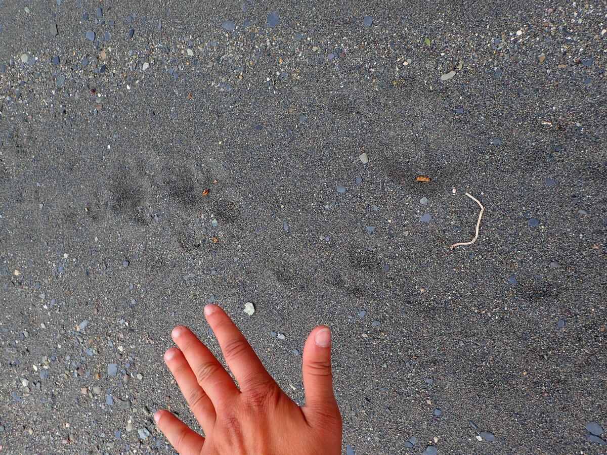 Puma tracks