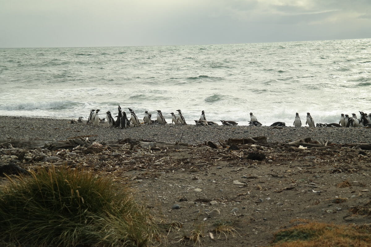 Pinguinario Otway singing together