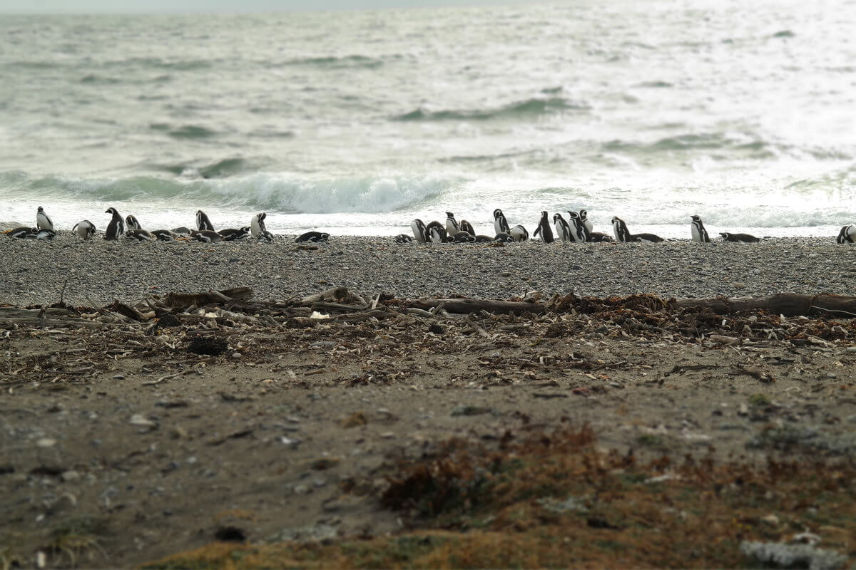 Pinguinario Otway