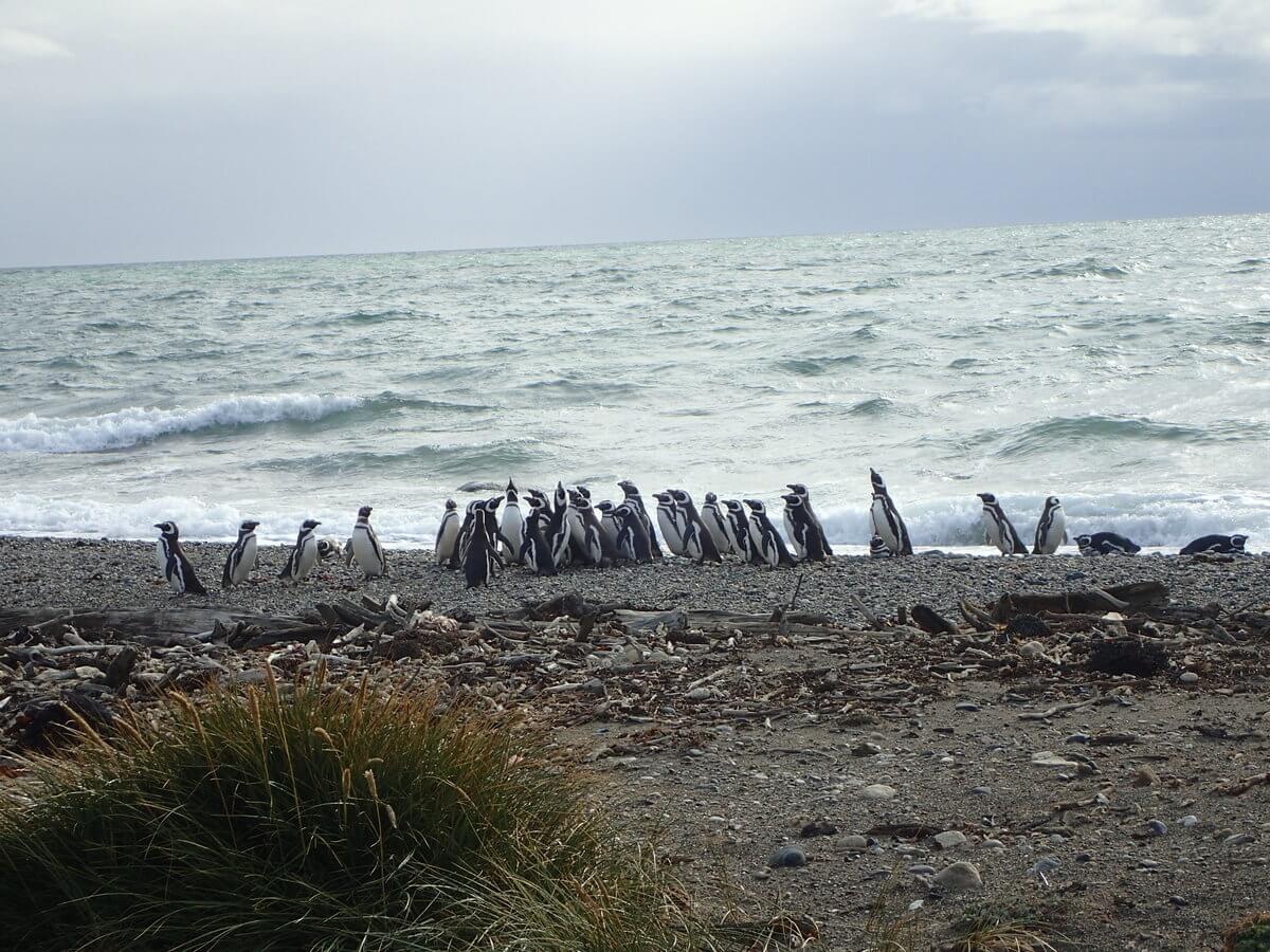 Pinguinario Otway