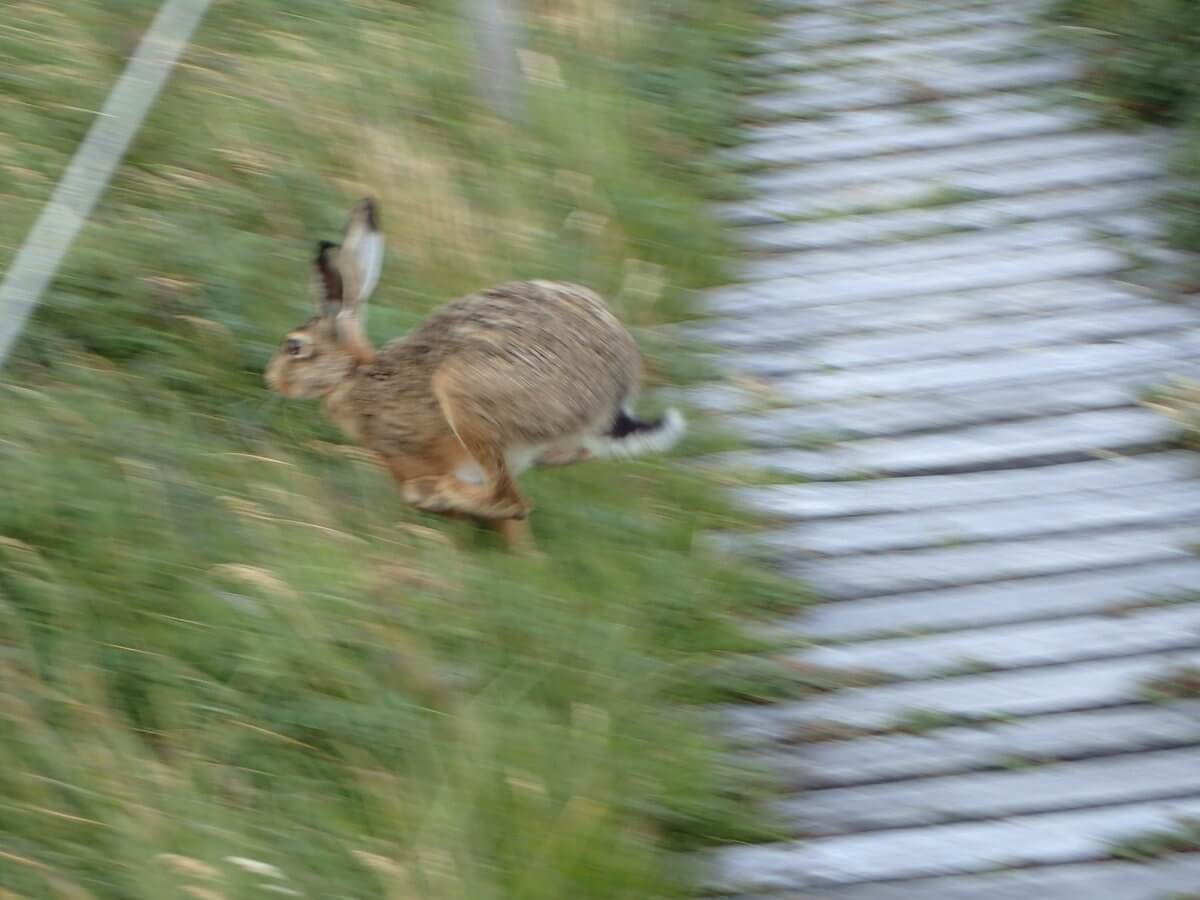 Pinguinario Otway Hoppelhasi