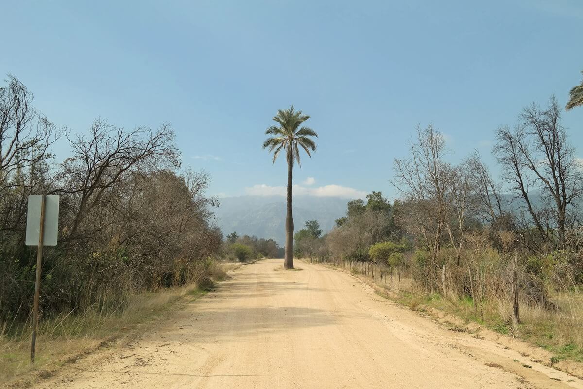 Palmas de Cocalan