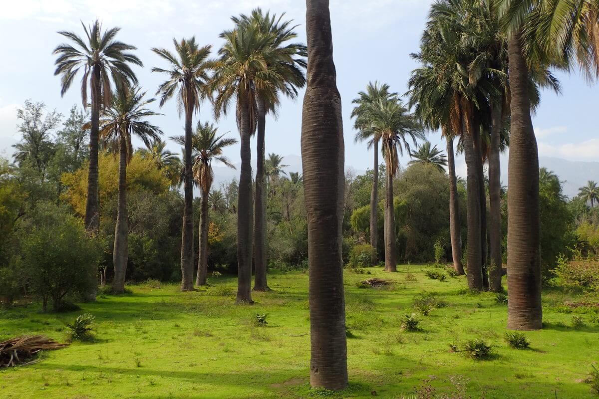 Palmas de Cocalan