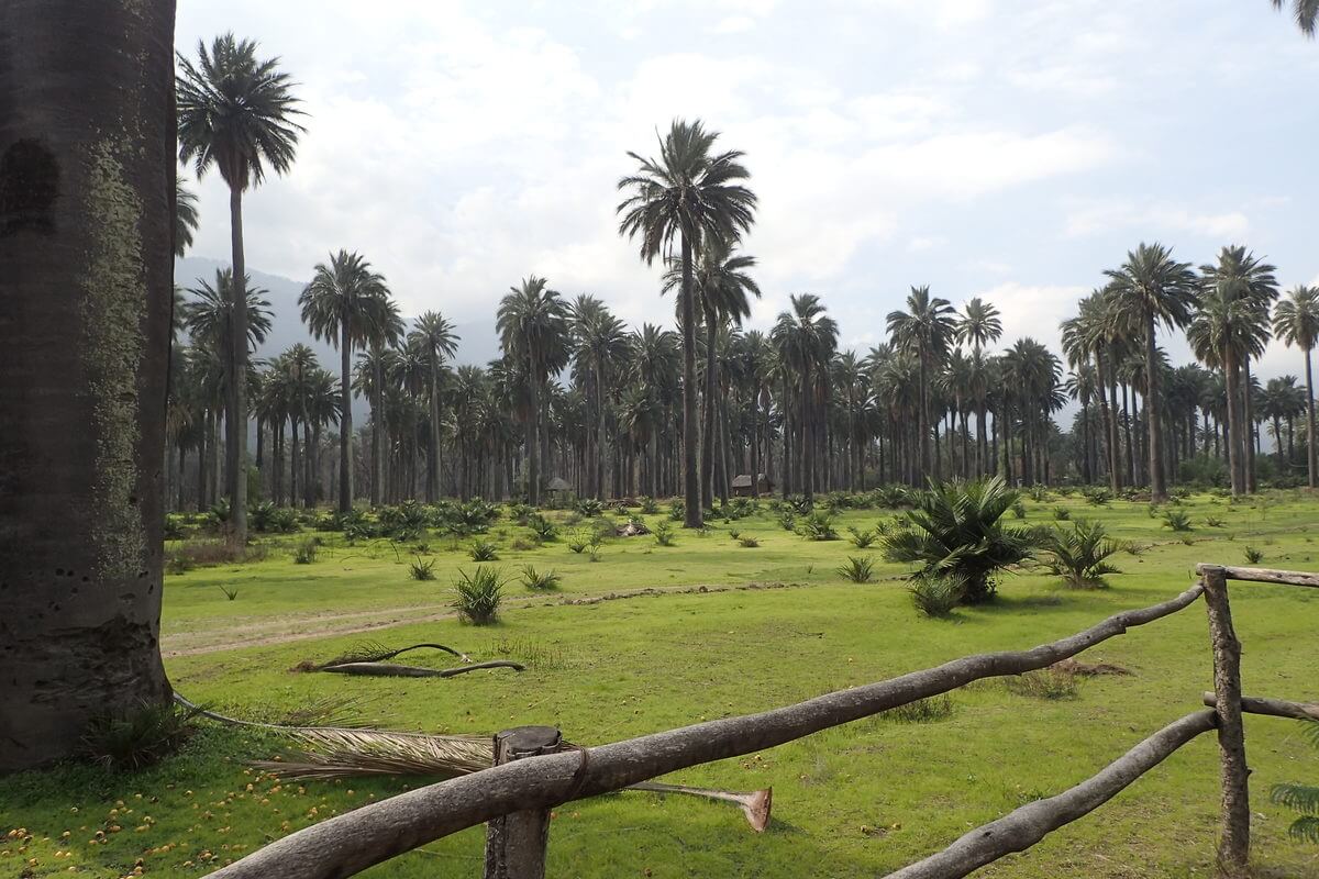 Palmas de Cocalan