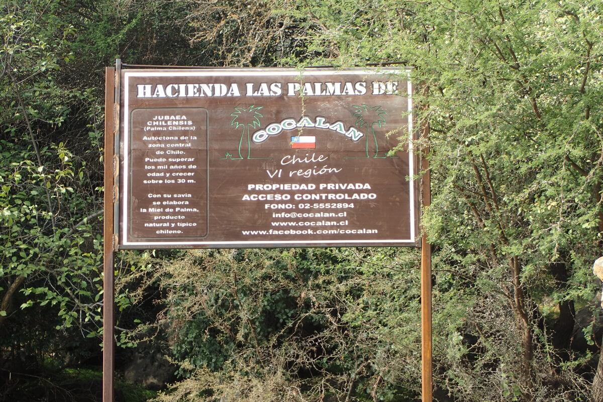 Palmas de Cocalan