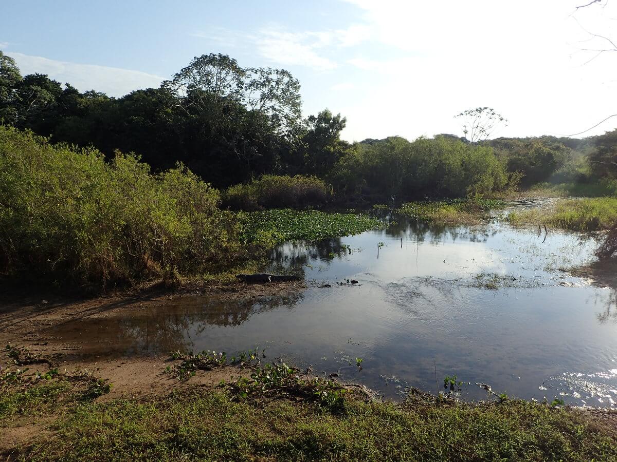 Pantanal Kaimane