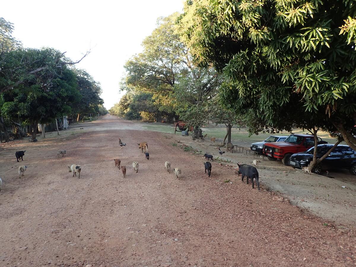 Pantanal glückliche Schweine