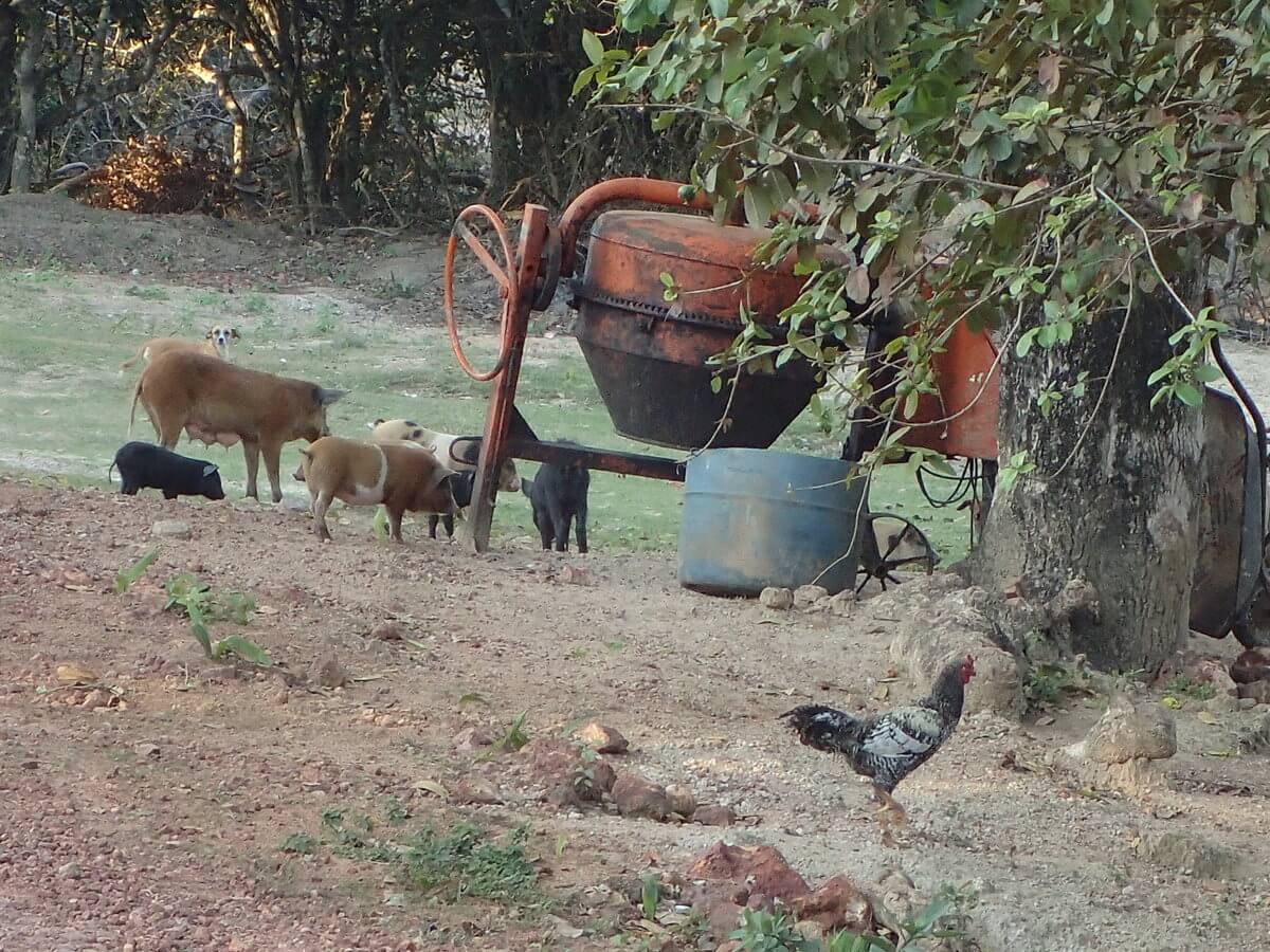 Pantanal glückliche Schweine