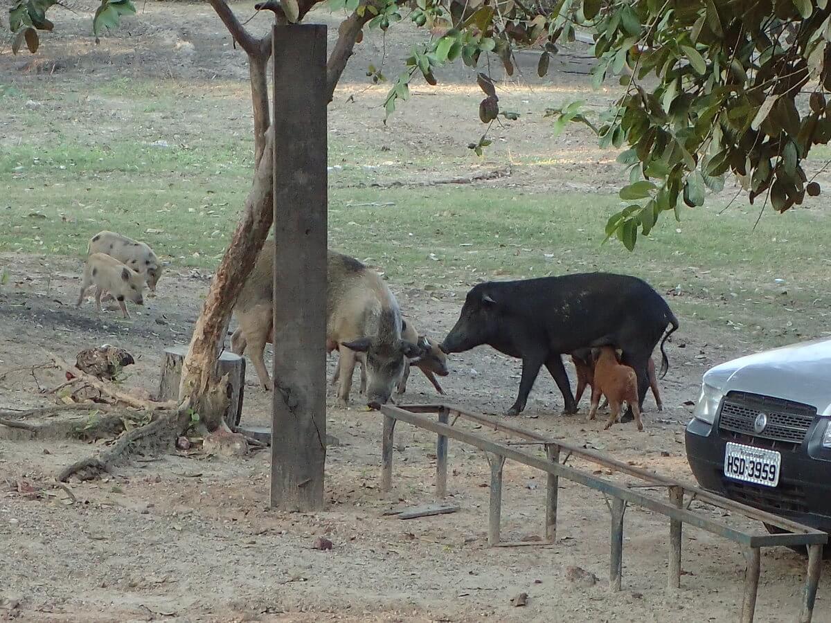 Pantanal glückliche Schweine