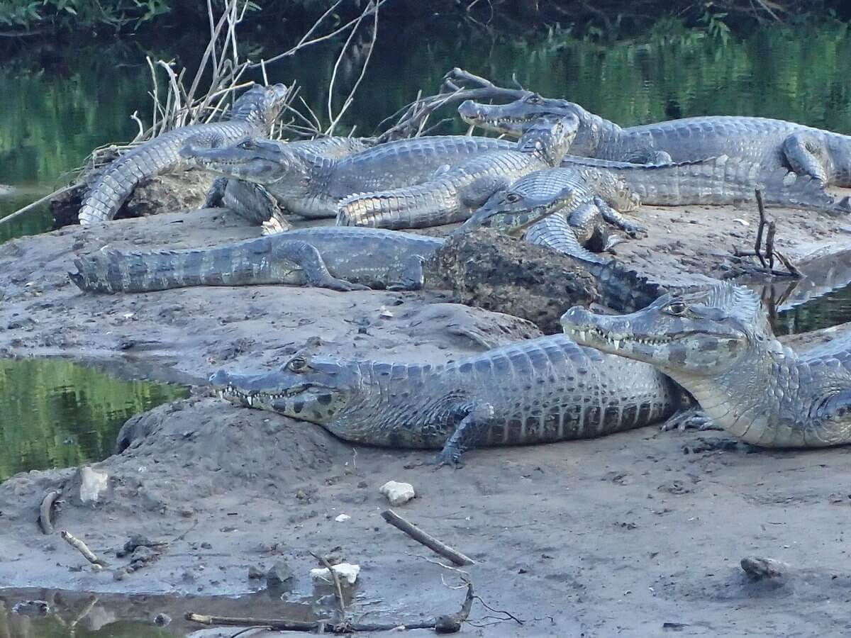 Pantanal Kaimane