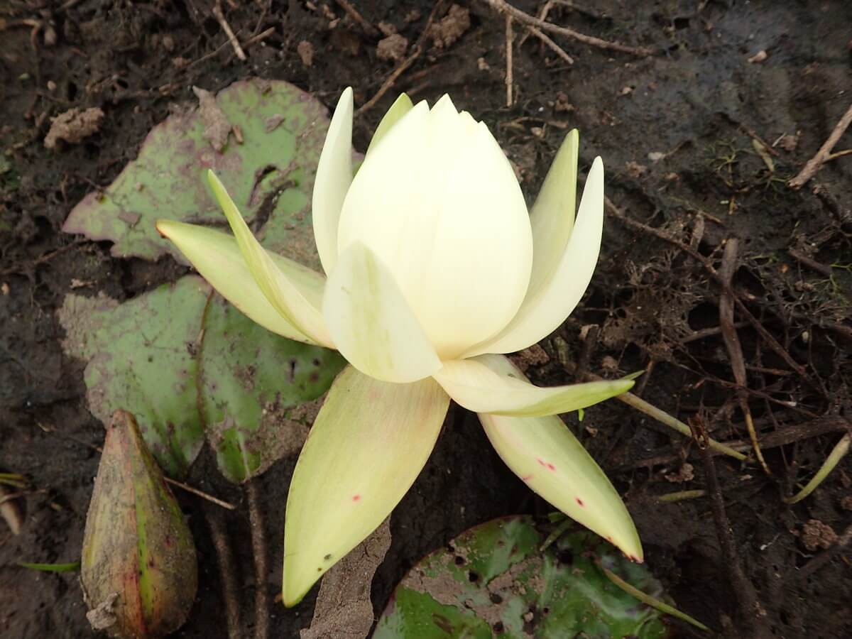 Pantanal Acetonblume