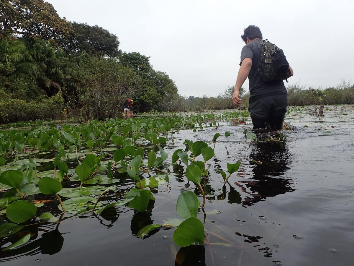 Pantanal