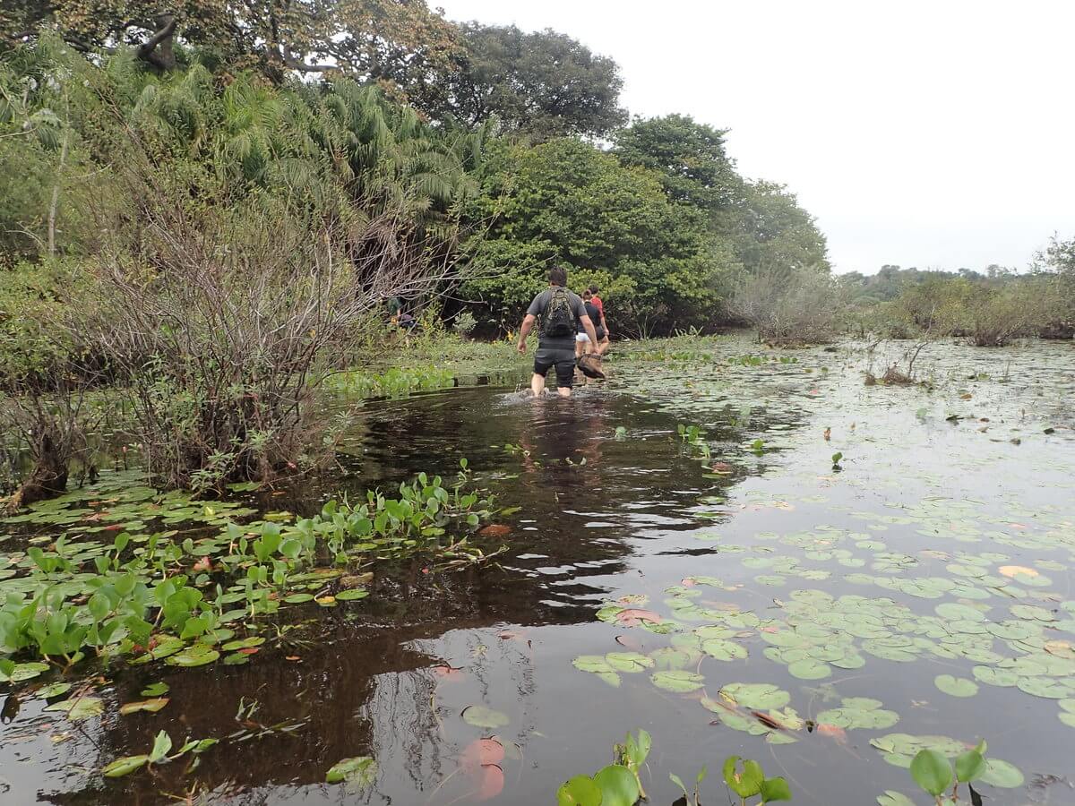 Pantanal