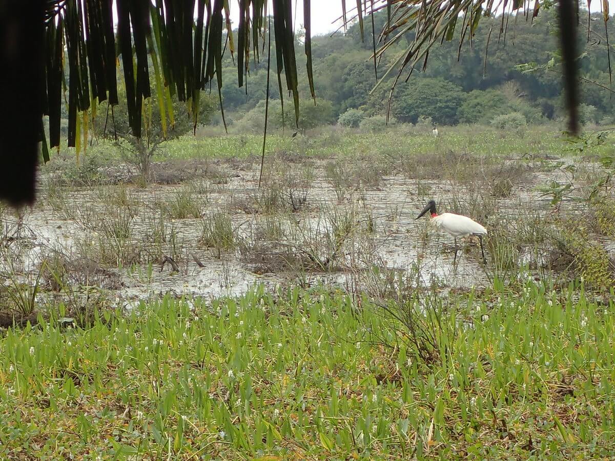 Pantanal