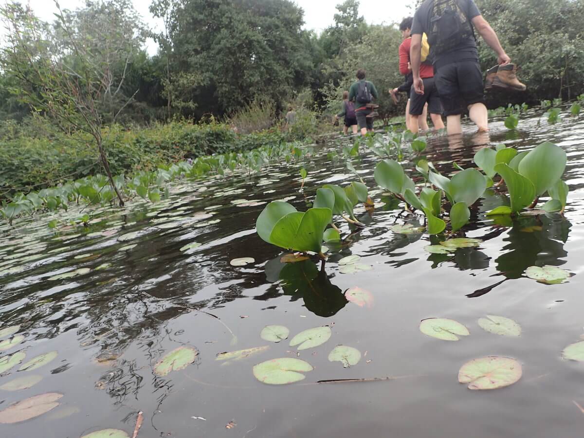 Pantanal