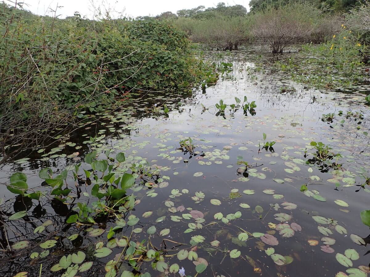 Pantanal