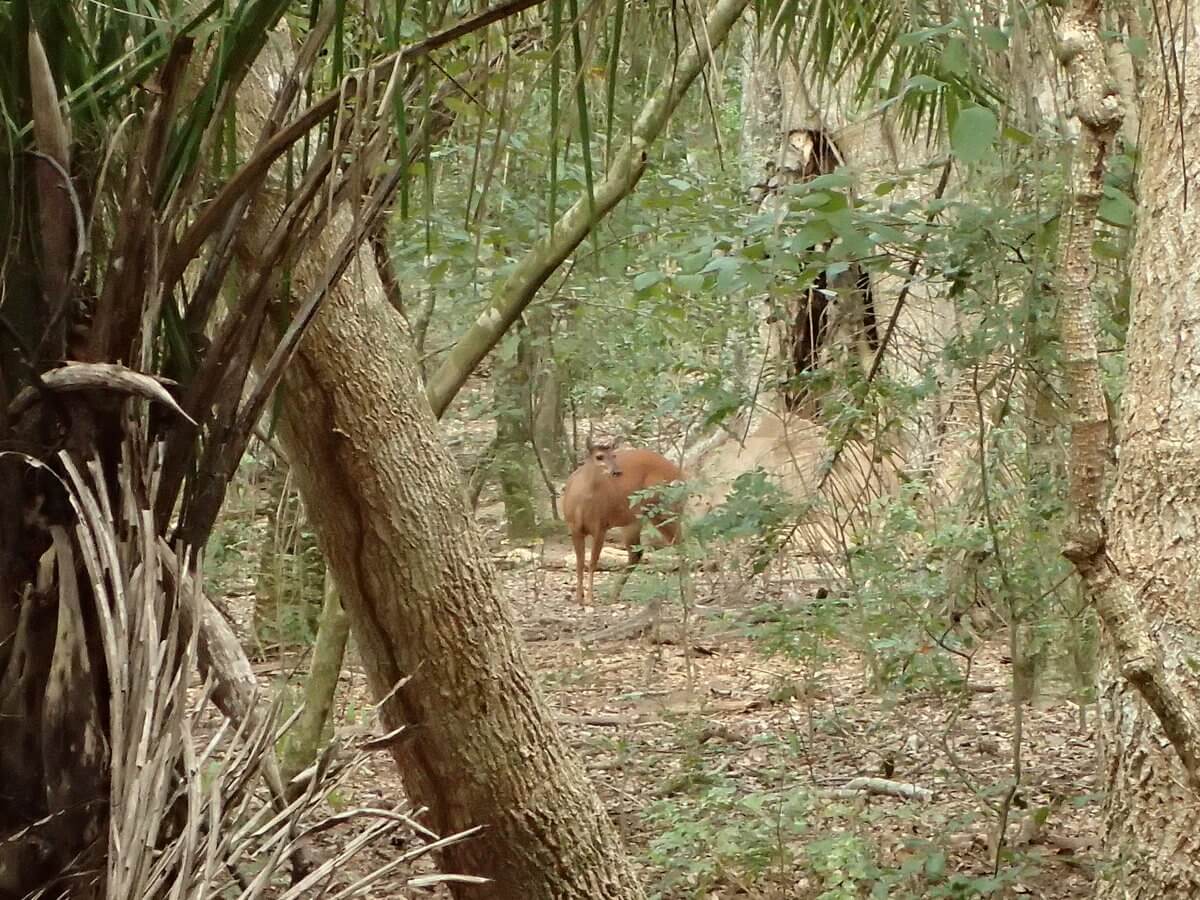 Pantanal Reh