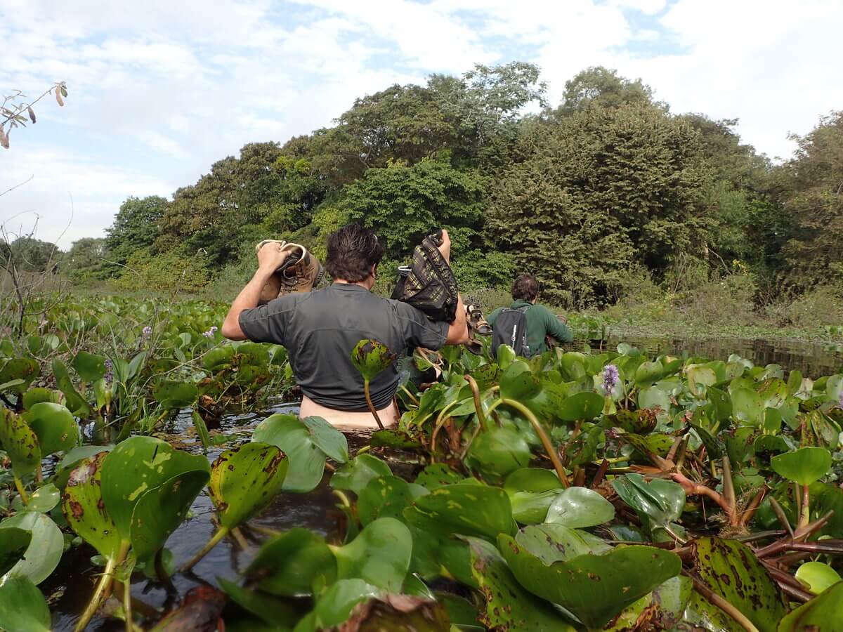 Pantanal