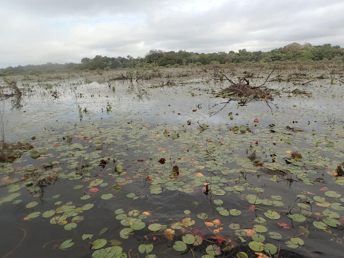 Pantanal