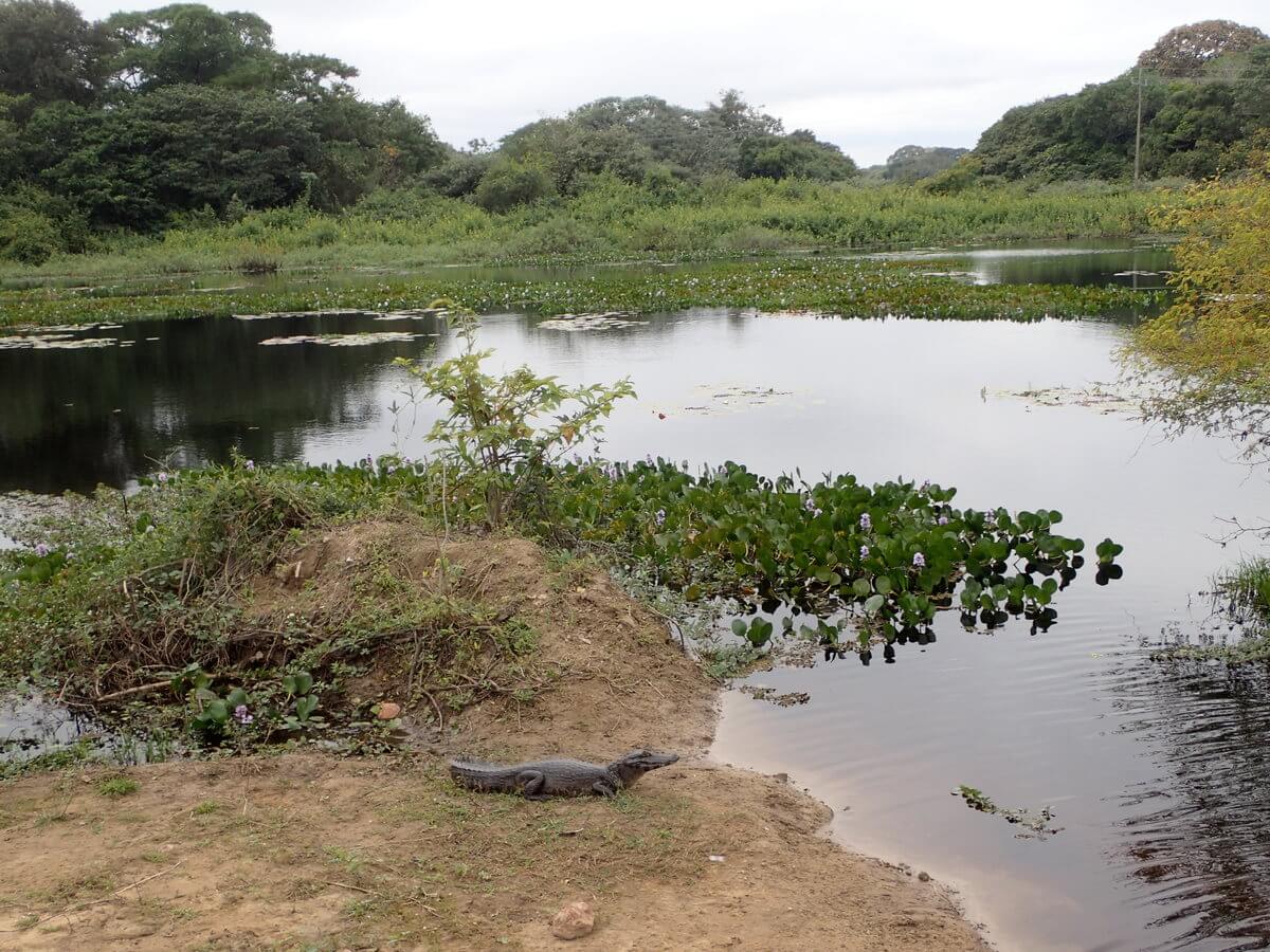 Pantanal Kaiman
