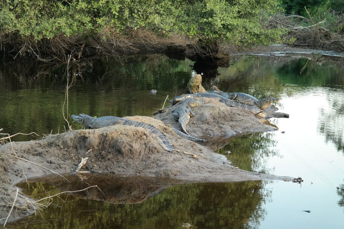 Pantanal Kaimane