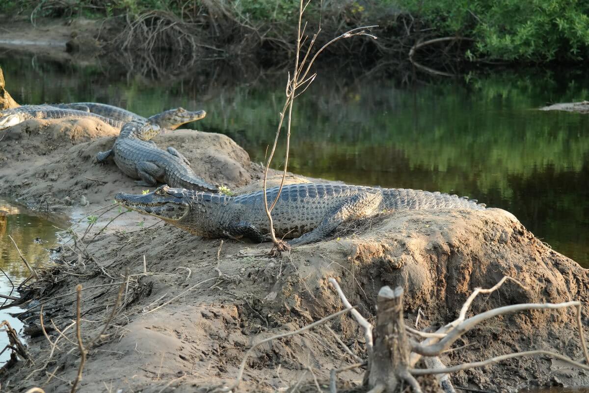 Pantanal Kaimane