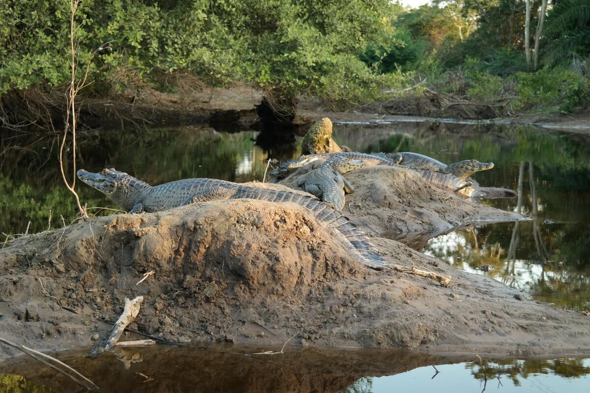 Pantanal Kaimane