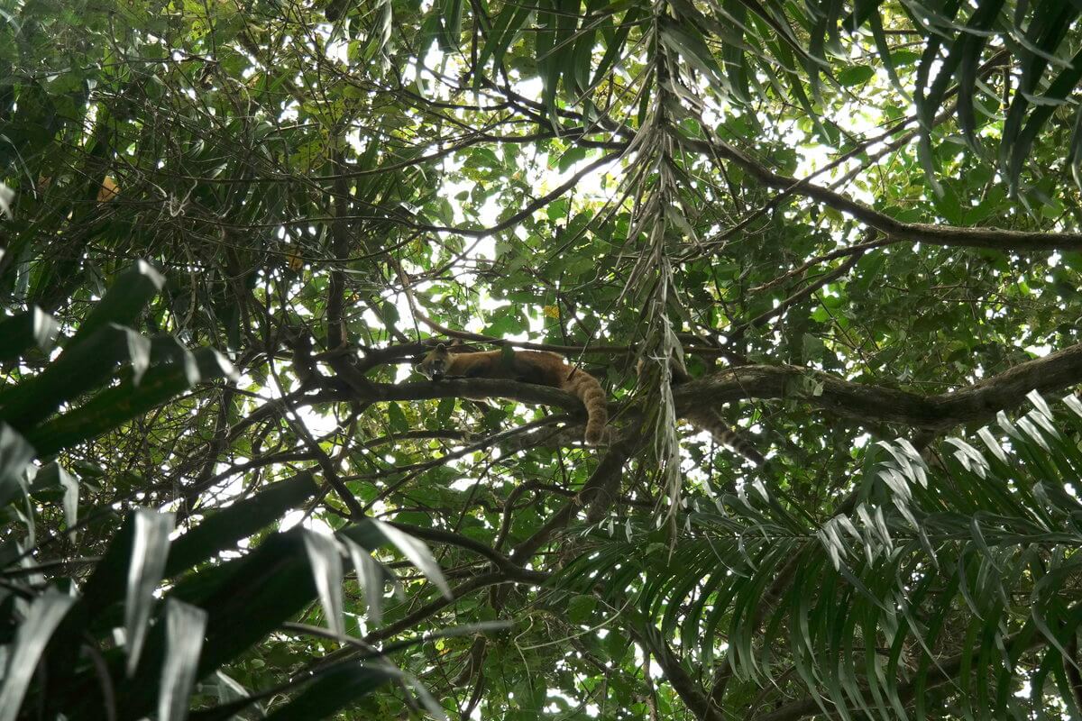 Pantanal Nasenbär