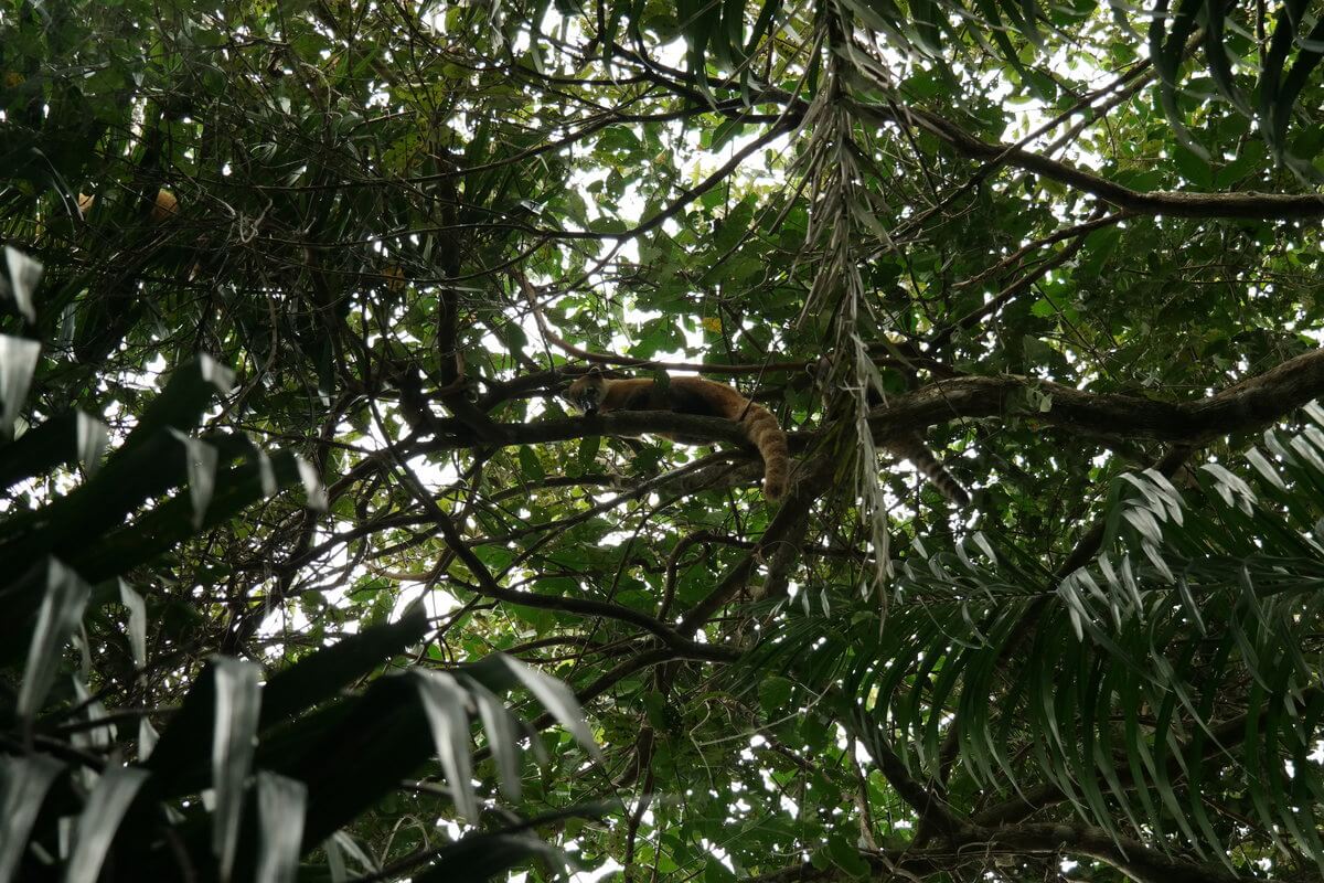 Pantanal Nasenbär