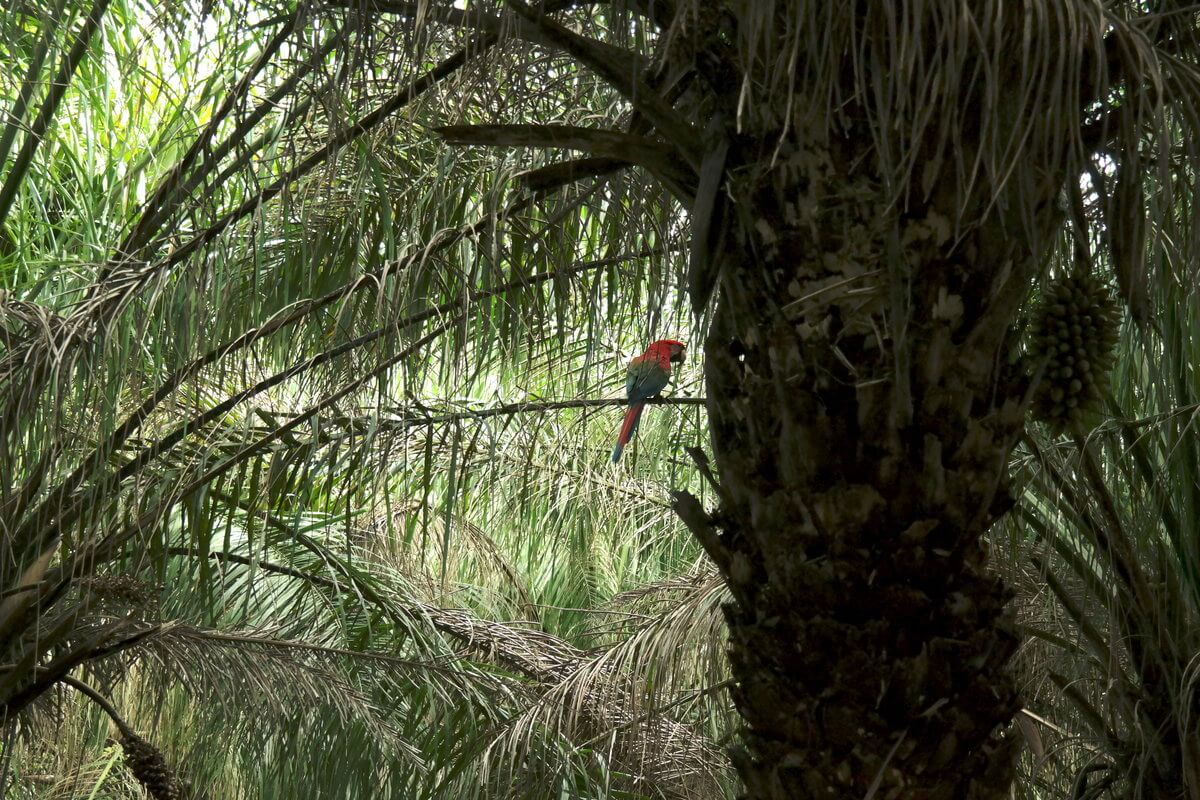 Pantanal roter Ara