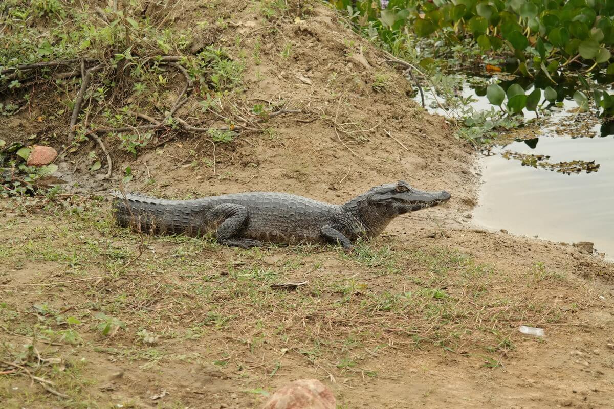 Pantanal Kaiman