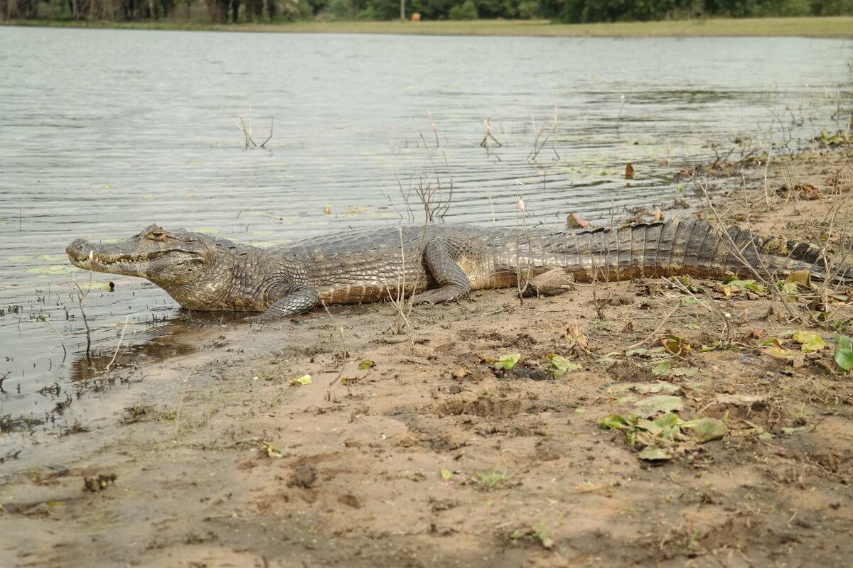 Pantanal Kaiman