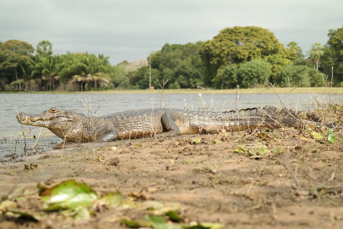 Pantanal Kaiman