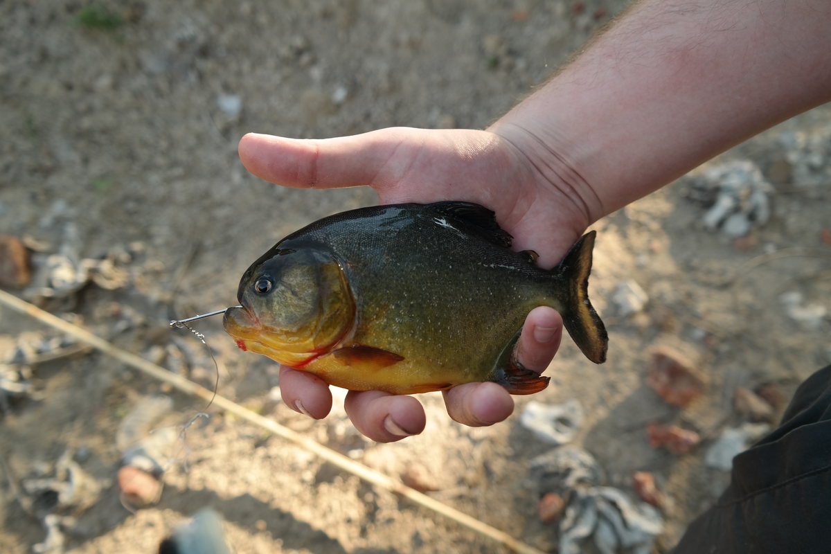 Pantanal Piranha