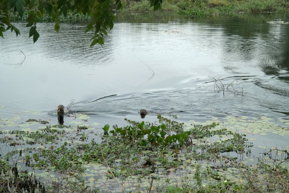 Pantanal Riesenotter