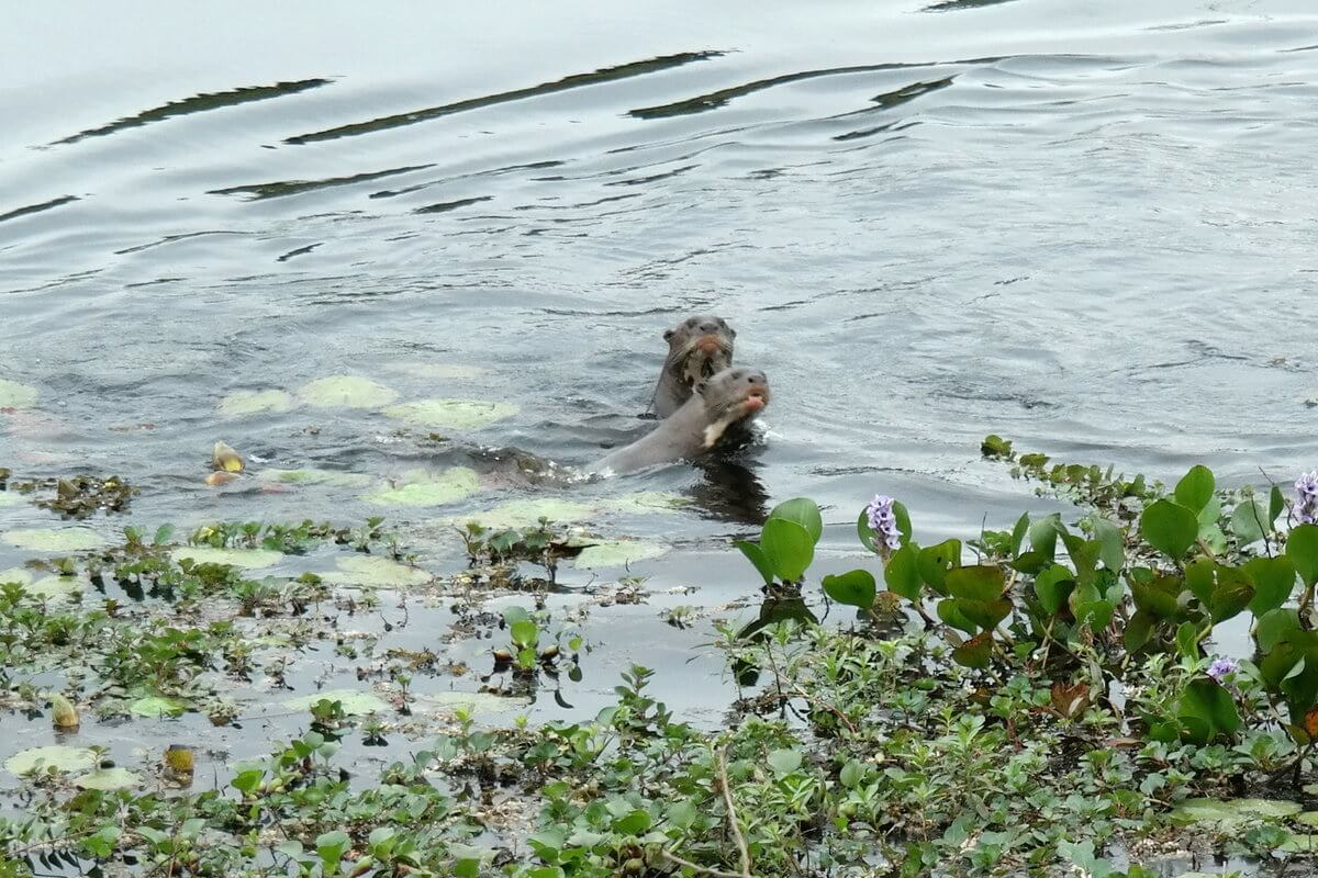 Pantanal Riesenotter