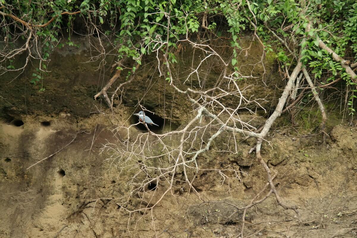 Pantanal Eisvogel